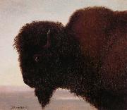 Albert Bierstadt Buffalo Head Spain oil painting artist